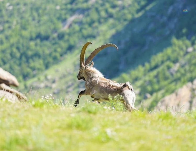АРХАНГАЙ АЙМАГ СҮҮЛИЙН ГУРВАН ЖИЛД 48 ЯНГИР ЯМАА НУТАГШУУЛЛАА